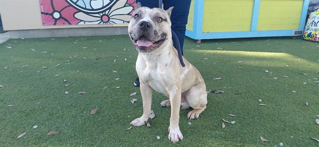 ACE - Pit Bull Terrier available for adoption