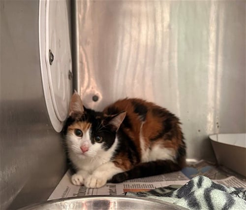 EDEN - Domestic Short Hair available for adoption