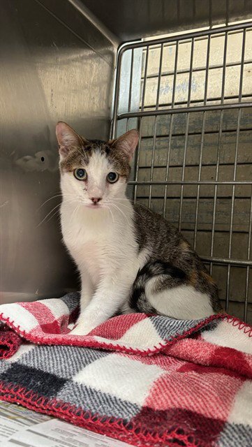 FLASH - Domestic Short Hair available for adoption