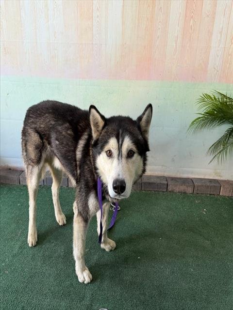 TURNER - Siberian Husky available for adoption