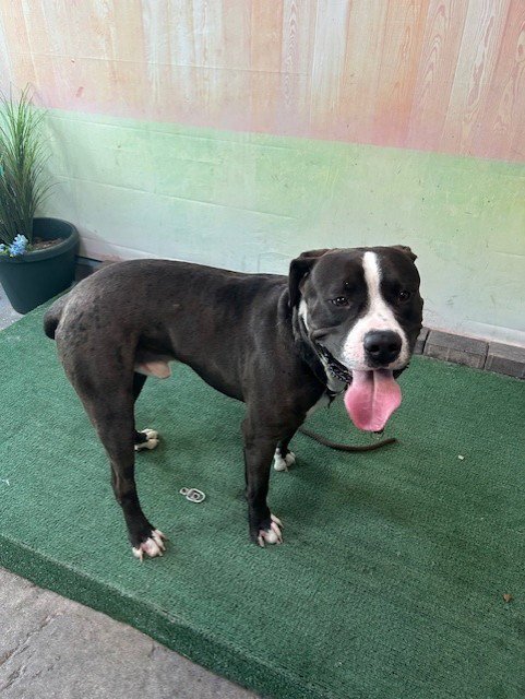 PONGO - Pit Bull Terrier available for adoption