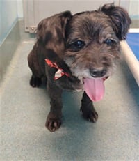 ROSCO - Photo 1