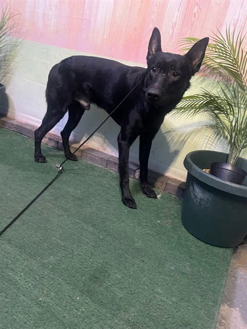 EDGAR - German Shepherd Dog available for adoption