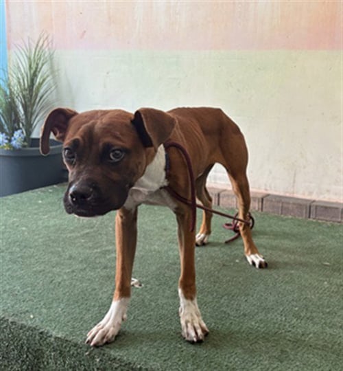 LAMBERT - Boxer available for adoption