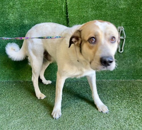 SIMON - Queensland Heeler / Border Collie available for adoption