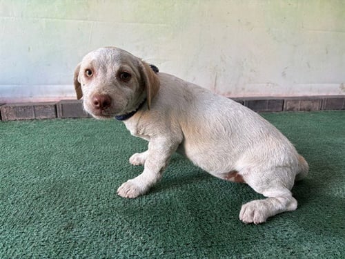 A5768029 - Poodle (Miniature) / Maltese available for adoption