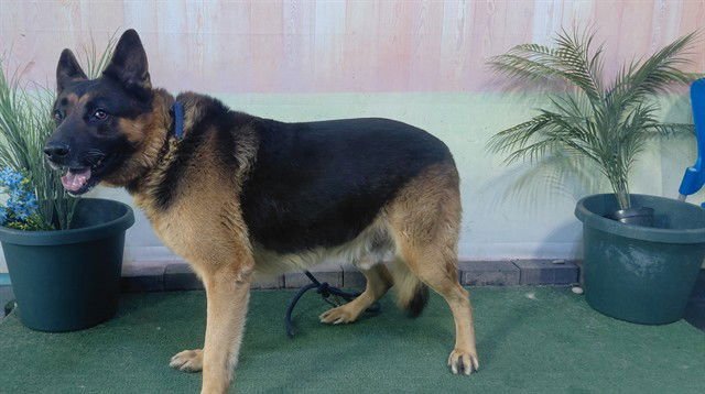 XAVIER - German Shepherd Dog available for adoption