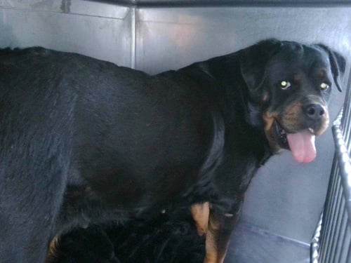 ROXY - Rottweiler available for adoption