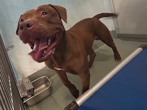 A5769338 - Pit Bull Terrier available for adoption