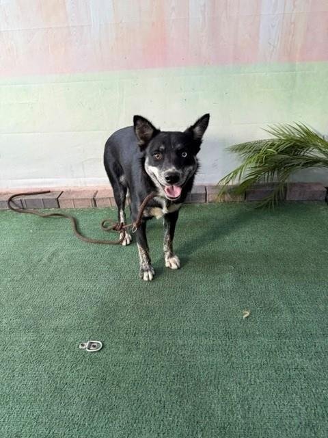 KAROL - German Shepherd Dog available for adoption