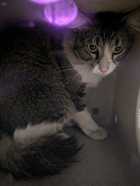 BERNARDO - Domestic Medium Hair available for adoption