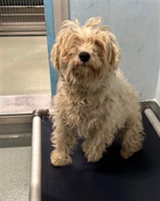 ROZ - Terrier available for adoption