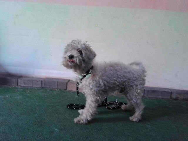 MIKLO - Poodle (Miniature) available for adoption