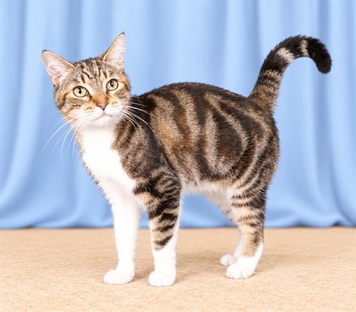 LOGAN - Domestic Medium Hair available for adoption