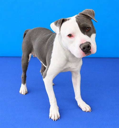 SPARKY - Pit Bull Terrier available for adoption