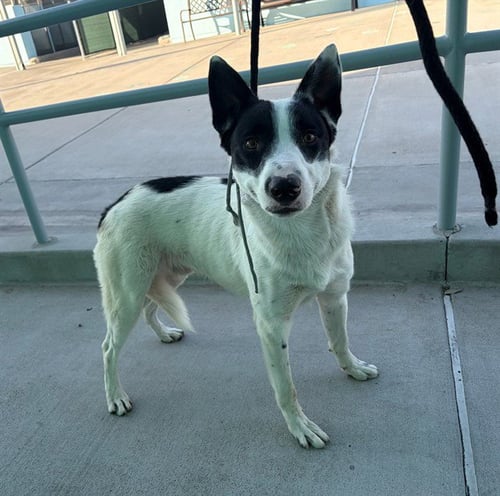 D.W. DUCK - Canaan Dog available for adoption