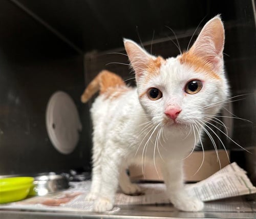 ABBY - Domestic Short Hair available for adoption