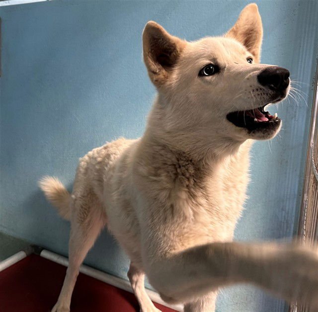 ROBBIE - Siberian Husky available for adoption