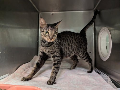 A5805480 - Domestic Short Hair available for adoption