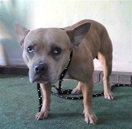 LUCY - French Bulldog / Pit Bull Terrier available for adoption