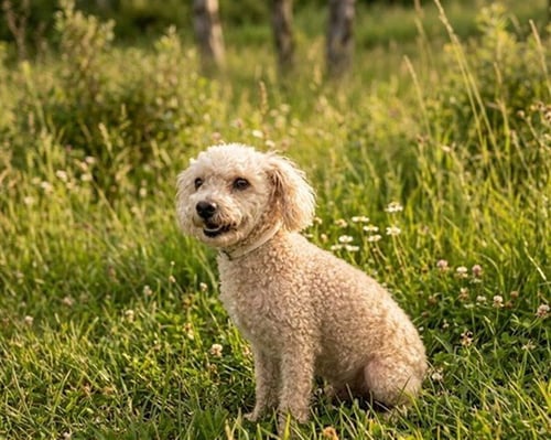 A5800536 - Poodle (Miniature) available for adoption