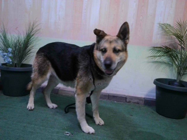 NALA - German Shepherd Dog available for adoption