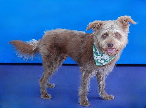 ARNOLD-FOZZY - Terrier available for adoption