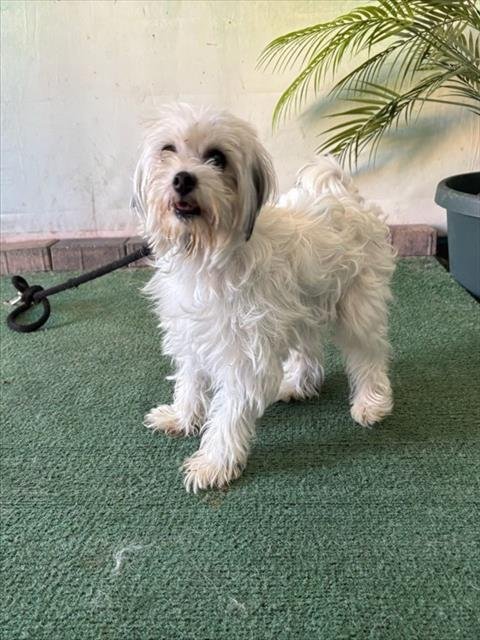 ALABAMA - Maltese available for adoption