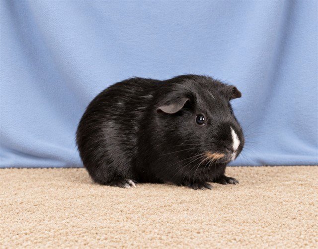 PUMBAA Image