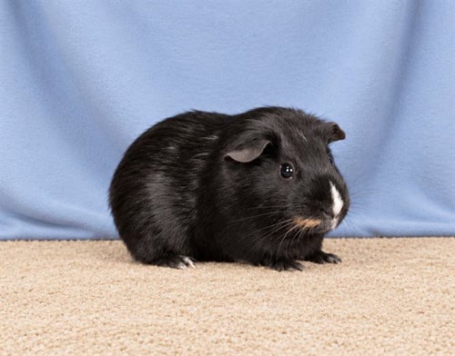 PUMBAA - Guinea Pig available for adoption