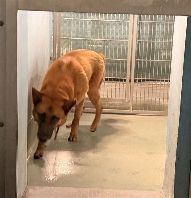 NALA - German Shepherd Dog available for adoption