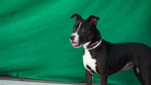 NICKI - Pit Bull Terrier available for adoption