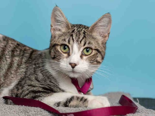 MAX - Domestic Short Hair available for adoption