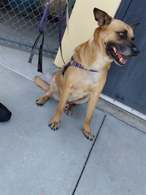 MANGO - German Shepherd Dog available for adoption