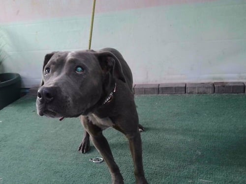A5775947 - Pit Bull Terrier available for adoption