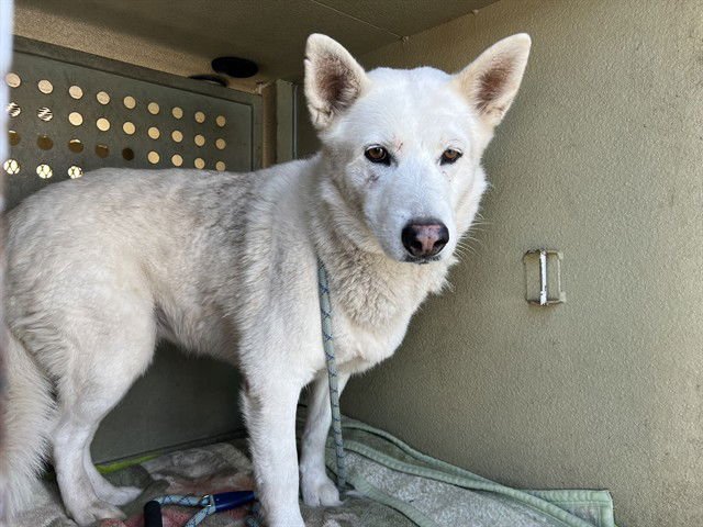 LUNA - German Shepherd Dog available for adoption