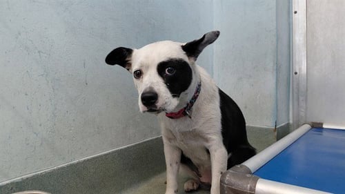 A5796145 - Pit Bull Terrier available for adoption