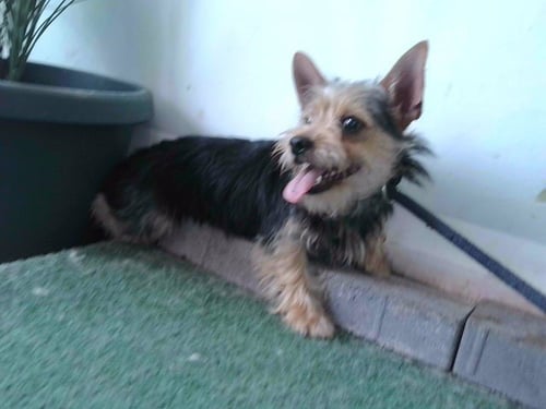 A5790154 - Yorkshire Terrier Yorkie available for adoption