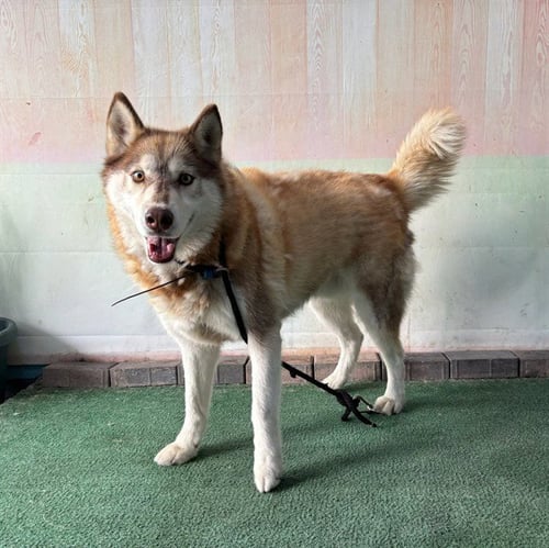 BROWNIE - Siberian Husky available for adoption