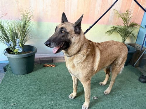 SHAKIRA - Belgian Shepherd Malinois available for adoption