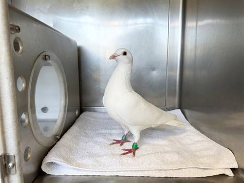 A5805898 - Dove available for adoption