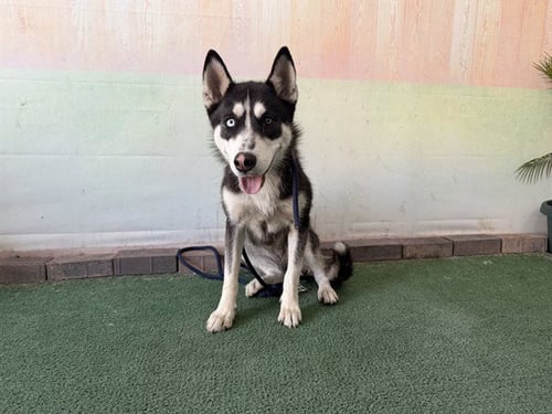 LUNA - Siberian Husky available for adoption