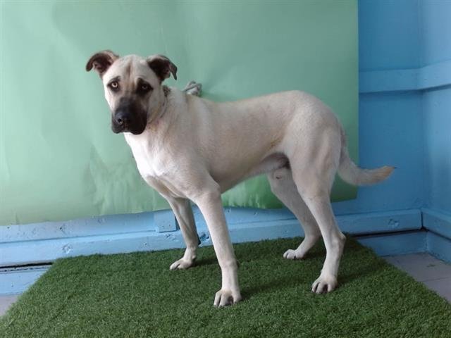 LOFT - German Shepherd Dog / Boxer available for adoption