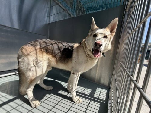 WYLIE - German Shepherd Dog / Siberian Husky available for adoption