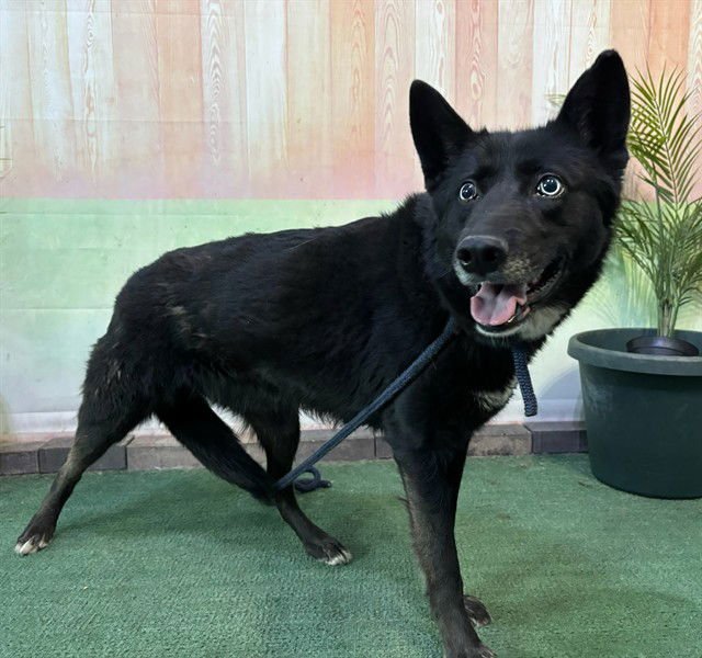 IRIS - Siberian Husky available for adoption