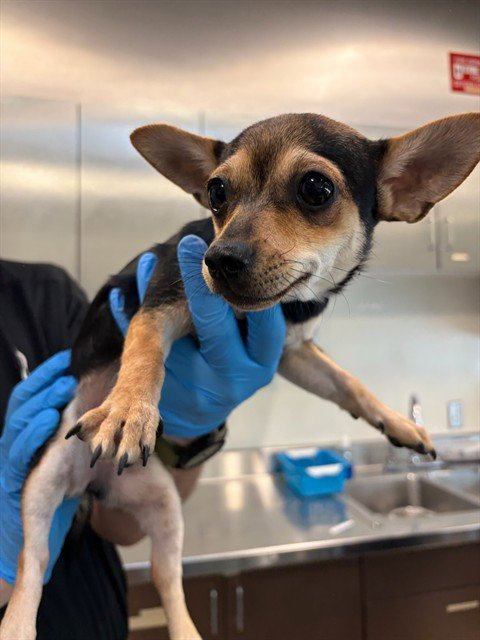 A5806645 - Chihuahua available for adoption
