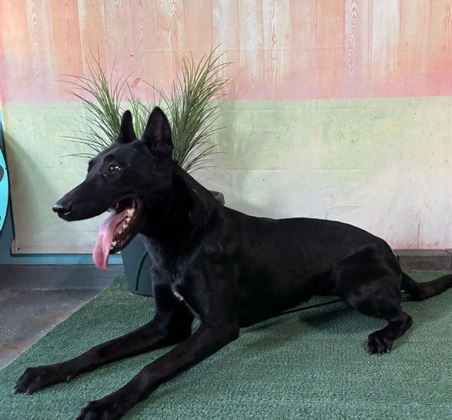 KARMA - Belgian Shepherd Malinois available for adoption