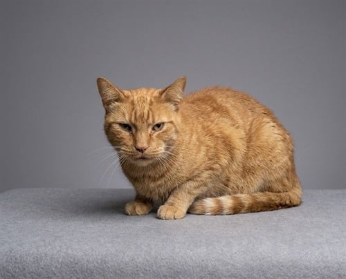JAXON - Domestic Short Hair available for adoption