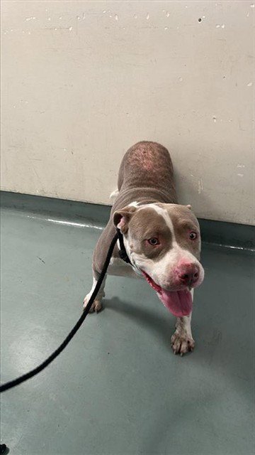 SWEET BOY - Pit Bull Terrier available for adoption