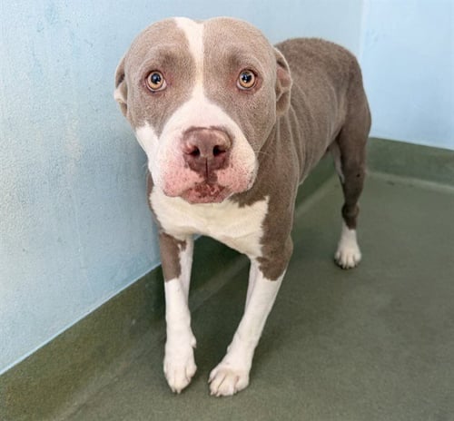 SWEET BOY - Pit Bull Terrier available for adoption